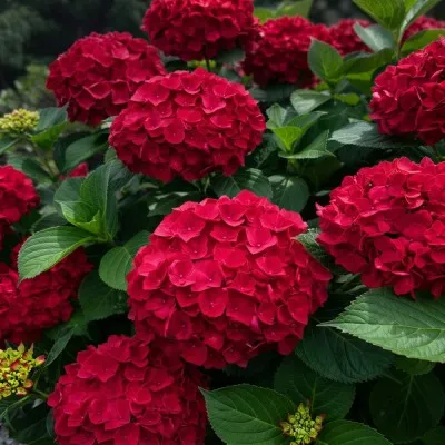 Гортензія Red Sensation фото