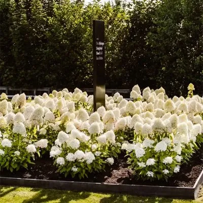Гортензія Royal Flower фото
