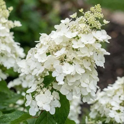 Гортензія White Lady фото