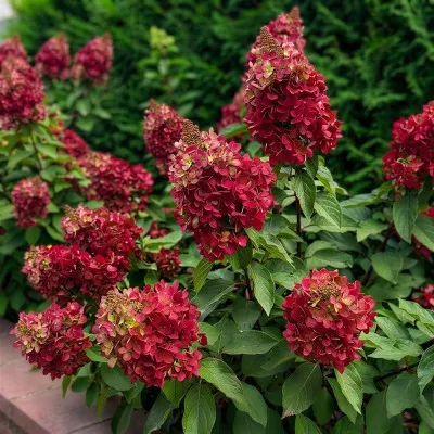 Гортензія Wim's Red фото
