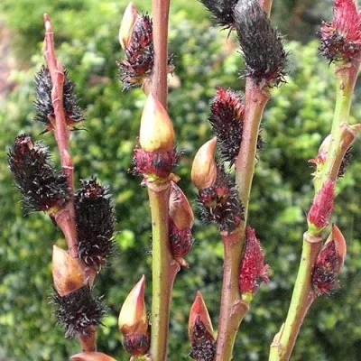 Верба Gracilistyla Melanostachys фото