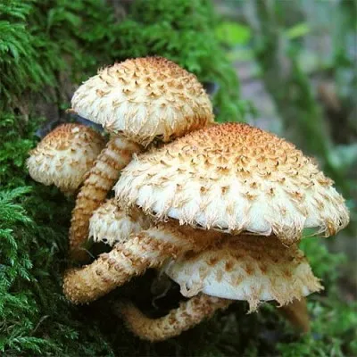 Фоліота фото