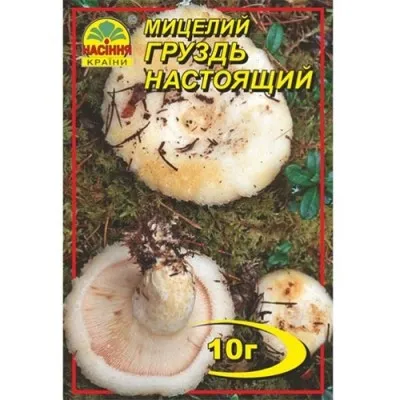 Груздь справжній фото