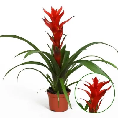 Гузманія Ostara фото