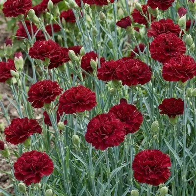 Гвоздика Grenadin Dark Red фото