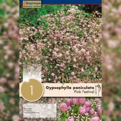 Гіпсофілла Pink Festival (Брендові саджанці KAPITEYN®) фото