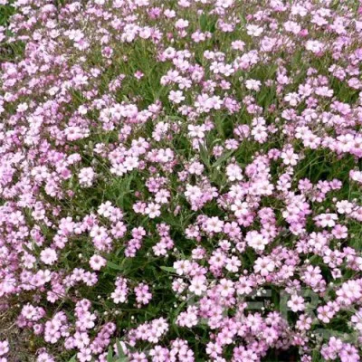 Гіпсофілла Pink Festival (Брендові саджанці KAPITEYN®) фото