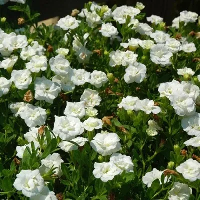 Калібрахоа MF Double White фото