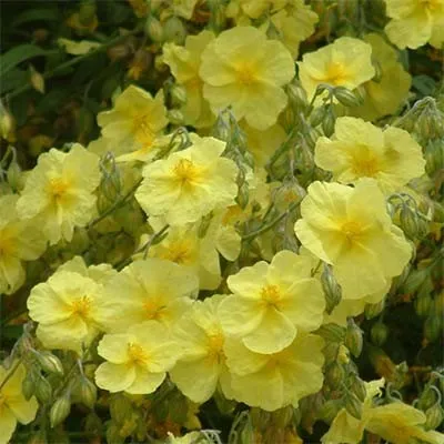 Геліантемум Wisley Primrose фото