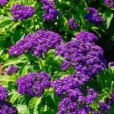 Геліотроп Scentropia Blue фото
