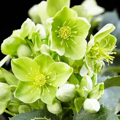 Морозник Argutifolius фото