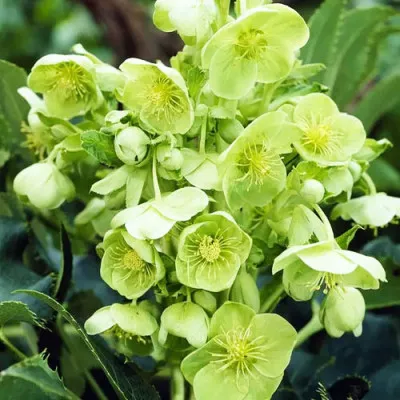 Морозник Argutifolius фото