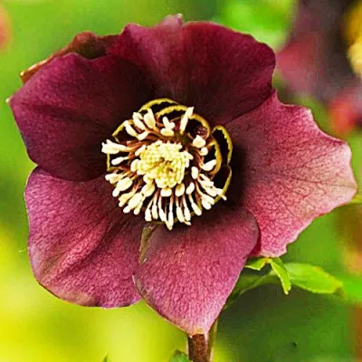 Морозник Pretty Ellen Red фото