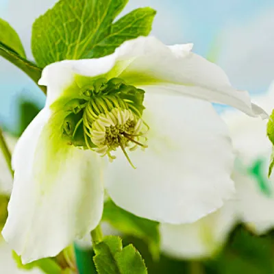 Морозник Pretty Ellen White фото