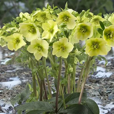 Морозник Prince Creme фото