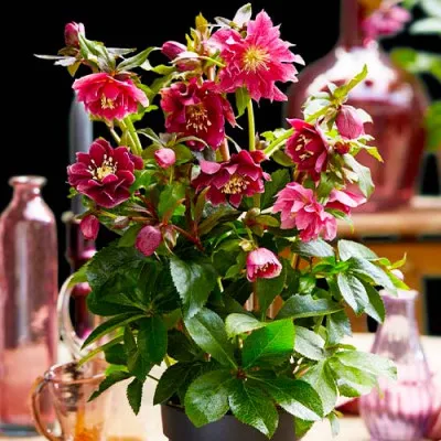 Морозник Red Double фото
