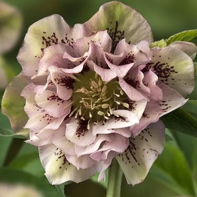 Морозник Double Ellen Spotted Pink фото