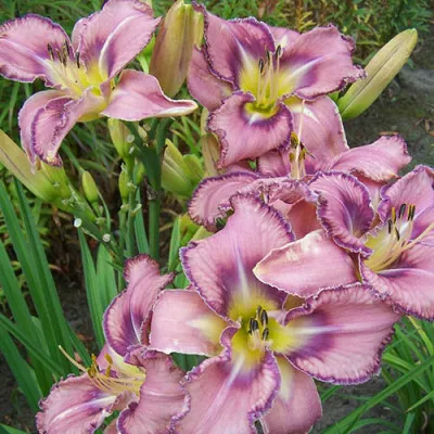 Лілейник Mildred Mitchell фото