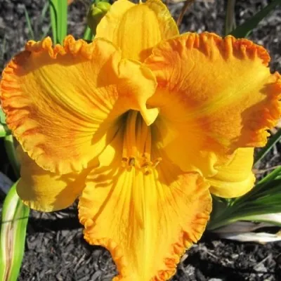 Лілейник Orange Nassau фото