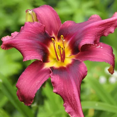 Лілейник Russian Rhapsody фото