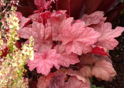 Гейхера Autumn Leaves фото