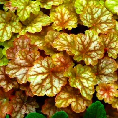 Гейхера Ginger Ale фото