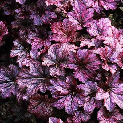 Гейхера Palace Purple фото