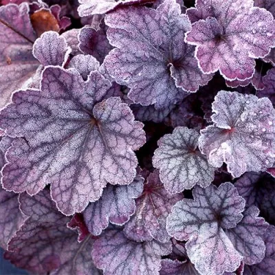 Гейхера Sugar Plum фото