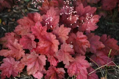 Гейхера Autumn Leaves фото