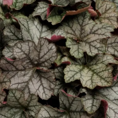 Гейхера Carnival Silver Streak фото
