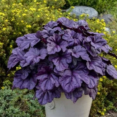 Гейхера Wildberry фото