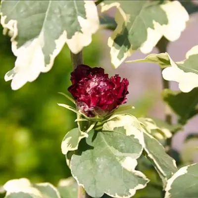 Гібіскус сирійський Purpureus Variegatus фото