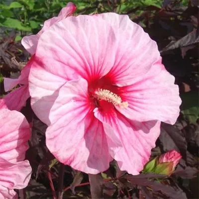 Гібіскус садовий Pink Candy фото
