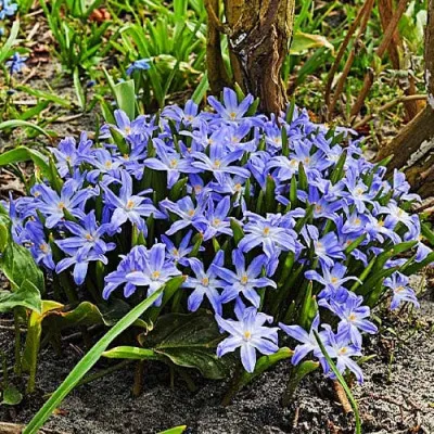 Подарок! Хіонодокса Luciliae фото
