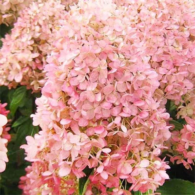 Гортензія Magical Sweet Summer фото