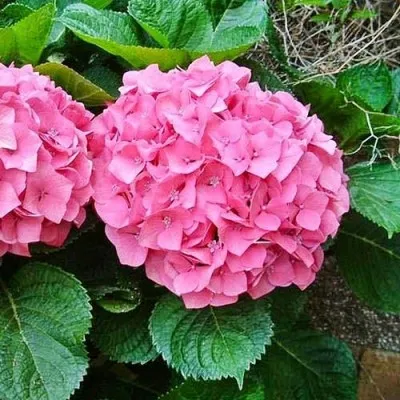Гортензія Pretty Pink фото