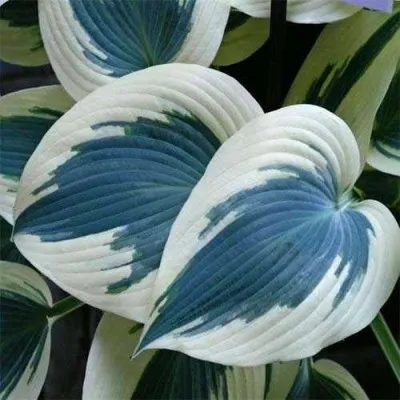 Хоста Blue Ivory фото