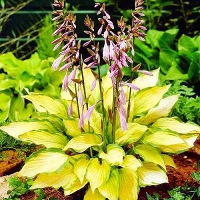 Хоста Lady Guinevere фото