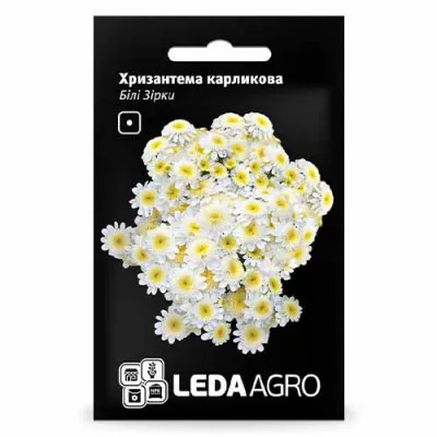 Хризантема карликова Білі зірки фото