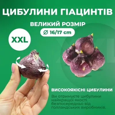 Гіацинт Bestseller фото
