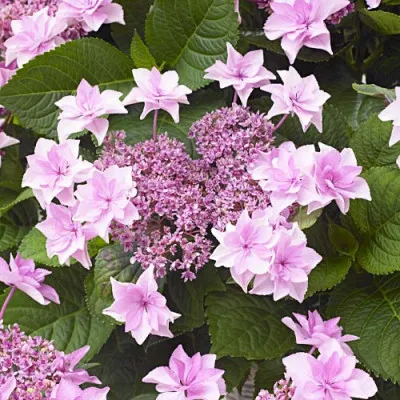 Гортензія Doppio Rosa фото