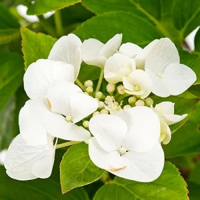 Гортензія Teller White Benxi фото
