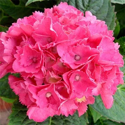 Гортензія Rosita фото