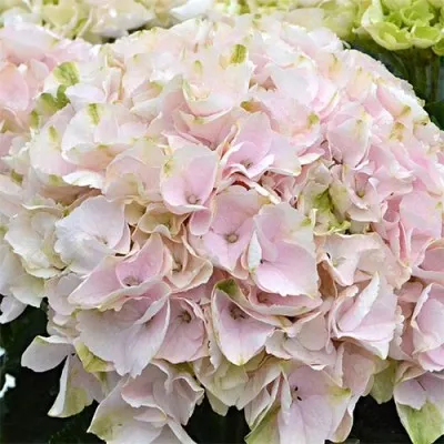 Гортензія Rembrandt Elegant Rosa фото