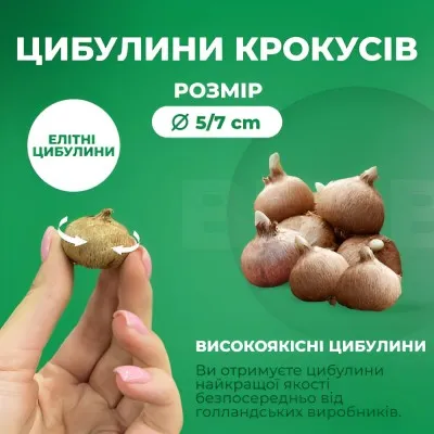 Мікс Крокусів Ukraine фото