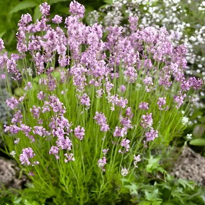 Лаванда Rosea фото