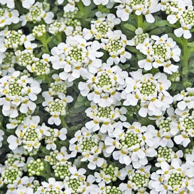 Іберіс Snowflake фото