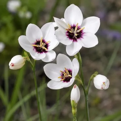 Іксія Hogarth фото