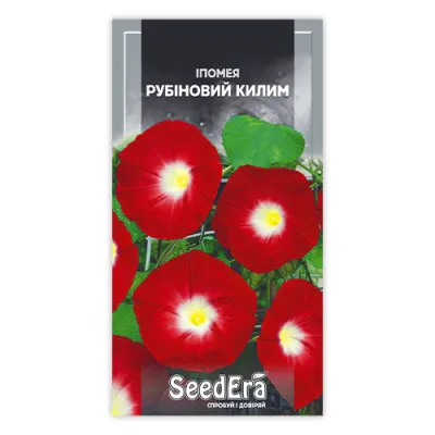 Іпомея Рубіновий килим фото