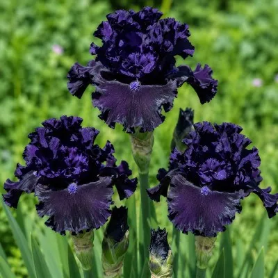 Ірис Adriatic Noble фото